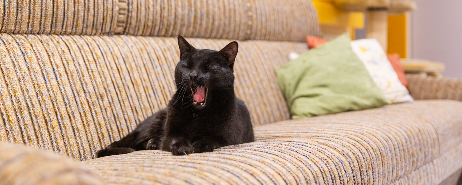 mesch-berghof_katze_web.jpg